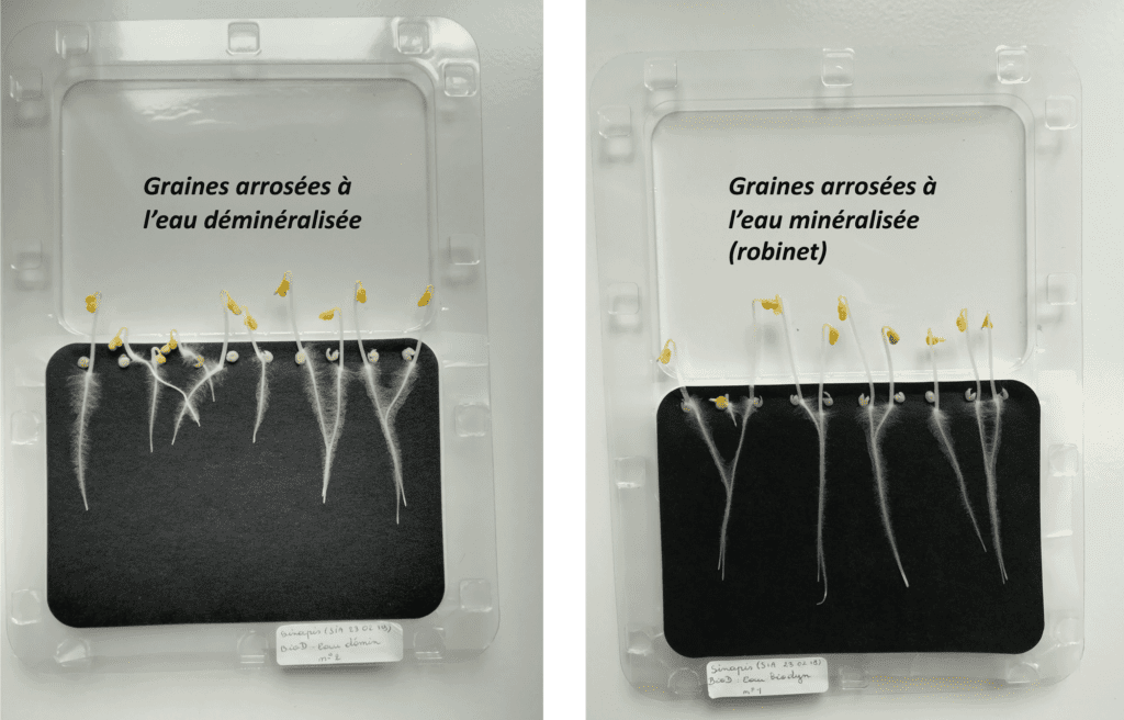 Osmose inverse comparatif graines germées