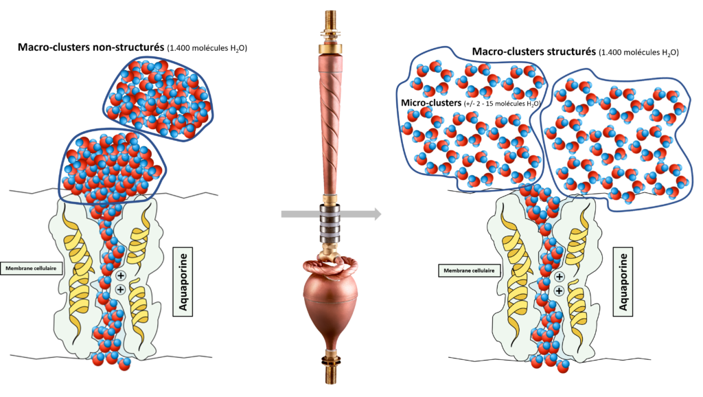 Molécules d'eau restructurée - Biodynamizer
